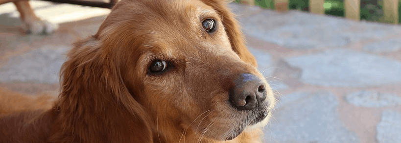 A golden retriever on a porch who was financed with bad credit.