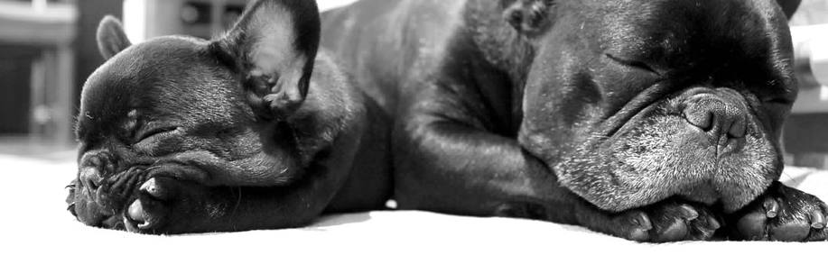 Frenchie puppies sleeping.