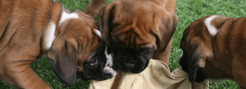 Boxer puppies from a boxer financing loan.