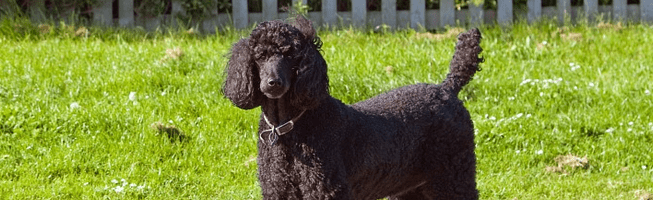 A dog that was purchased with poodle financing.