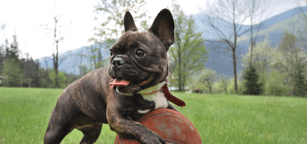 A french bulldog puppy plays with a ball.