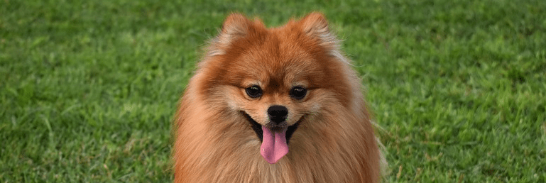 A Pomeranian purchased with a loan.