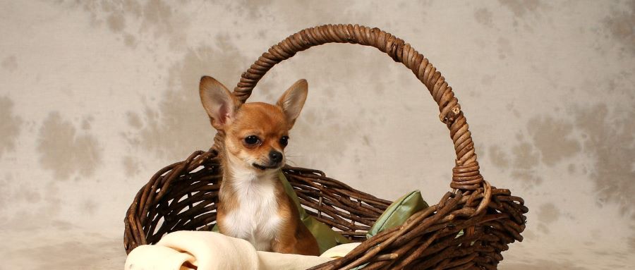 New puppy in a basket.