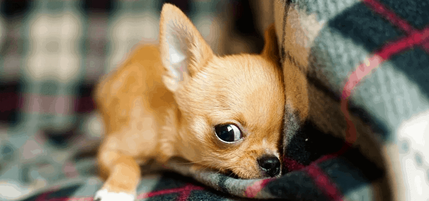 A chihuahua puppy from a breeder.