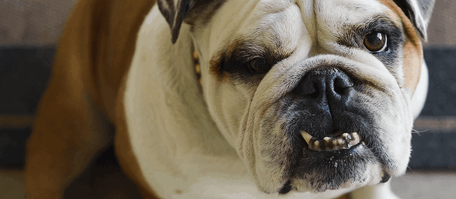 Apuppy with a high cost is an English Bulldog.