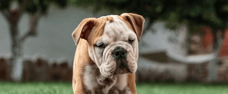 An English Bulldog curiously looks on.