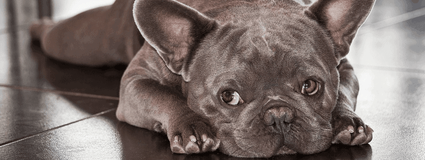 A French Bulldog puppy which gets one of the highest puppy prices. 