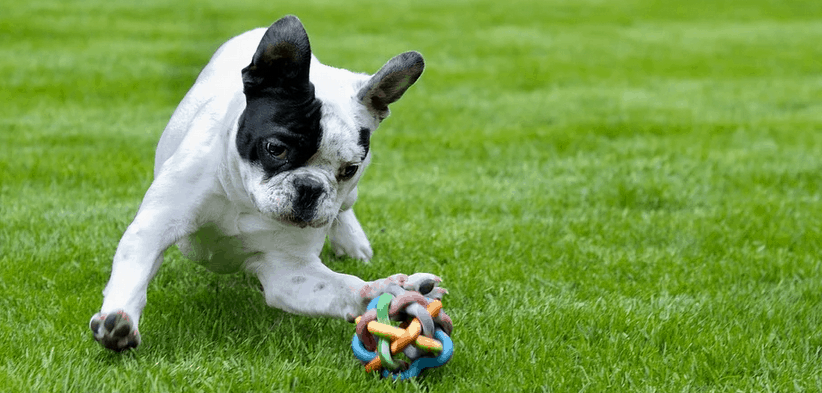 A French Bulldog puppy playing.