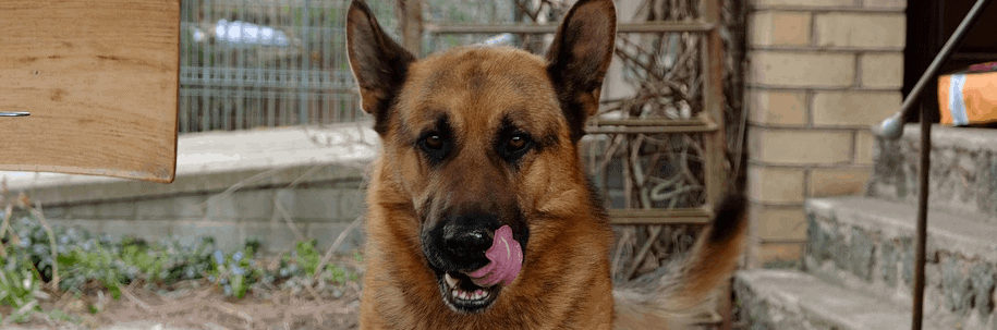 A German Shepherd which bredders sometimes charge high prices for.